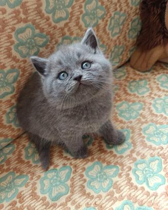 Adorabili gattini British shortair