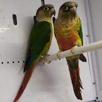 Pappagalli coppie e singoli varie specie ADULTI