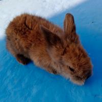 2 Coniglietti testa di ariete