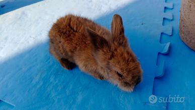 2 Coniglietti testa di ariete