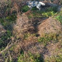 Setter inglese femmina pronta caccia