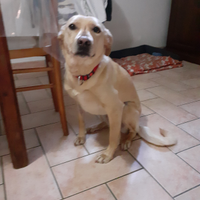 Amico dell uomo