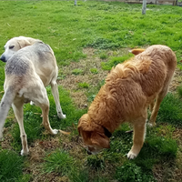 Thelma e Reno in adozione