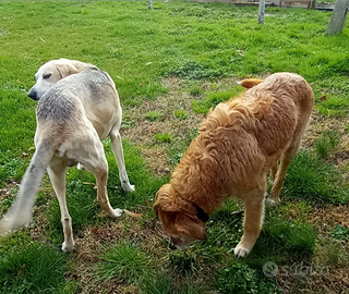 Thelma e Reno in adozione