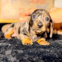 Bassotti cuccioli Kaninchen e Nani Pedigree Enci