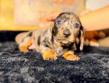 Bassotti cuccioli Kaninchen e Nani Pedigree Enci