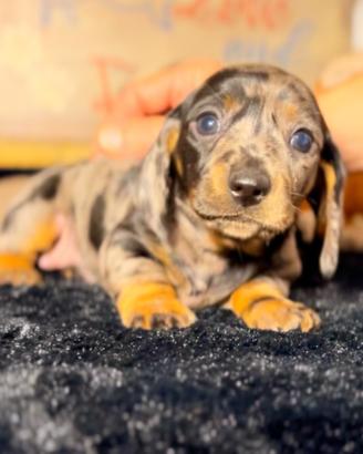 Bassotti cuccioli Kaninchen e Nani Pedigree Enci