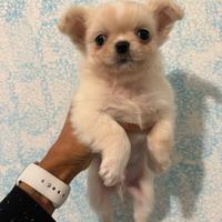 Chihuahua pell lungo crema