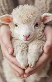 Pecora Agnellino da allattare