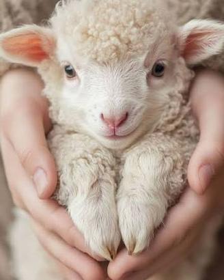 Pecora Agnellino da allattare