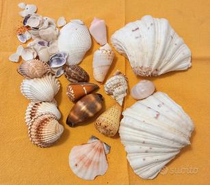 conchiglie 