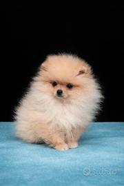 Cucciolo di pomerania
