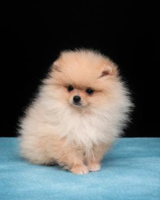 Cucciolo di pomerania