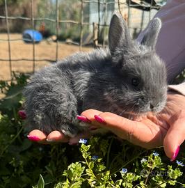 Coniglio nano ariete