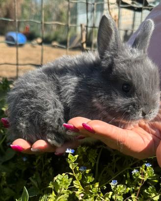 Coniglio nano ariete