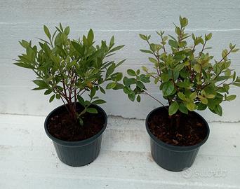 Azalea vaso diam. cm. 14