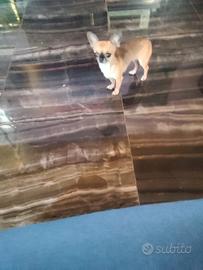 Ouy chihuahua mini Toy