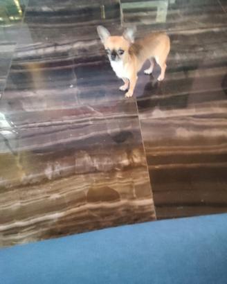 Ouy chihuahua mini Toy