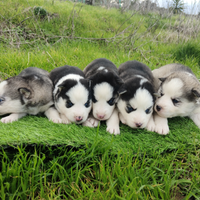 Siberian husky cuccioli