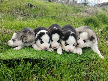 Siberian husky cuccioli