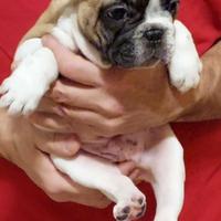 Bouledogue francese
