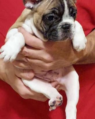 Bouledogue francese