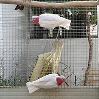 Pappagallo cacatua Roseicapilla lutino