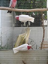 Pappagallo cacatua Roseicapilla lutino