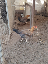 Galline livornese collo oro