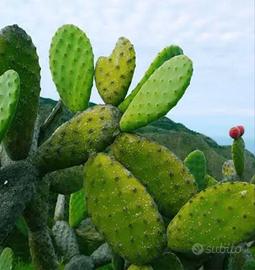 Pale di fichi d'india