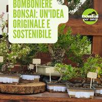 Bomboniere bonsai