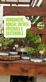 Bomboniere bonsai