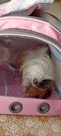 cavia pelo lungo