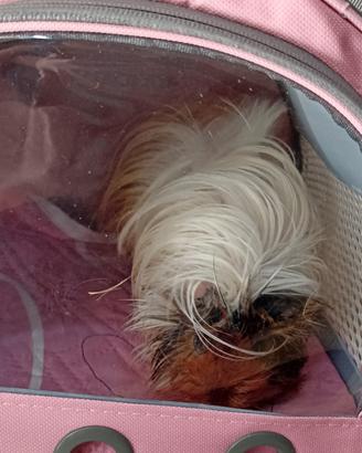 cavia pelo lungo