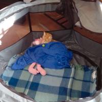 Recinto portatile per animali domestici