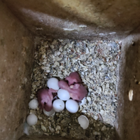 Disponibili pulletti di cocorite da imbecco