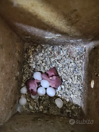 Disponibili pulletti di cocorite da imbecco