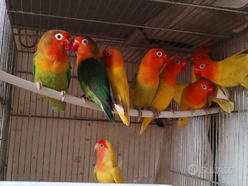 Inseparabili Fischer