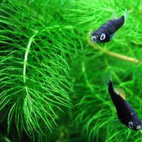 Ceratophyllum demersum - Pianta acquatica 10-15 cm