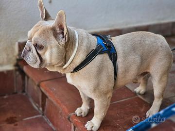 Bulldog francese isabella