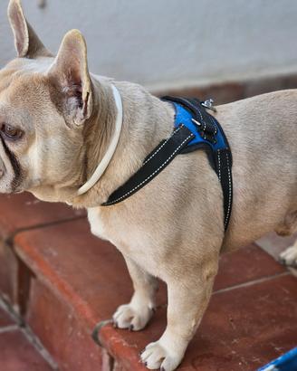 Bulldog francese isabella
