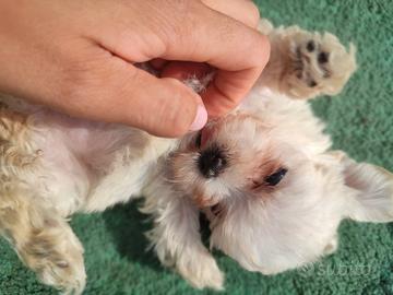 Femminuccia Maltipoo