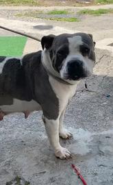 American Bully standard femmina adozione