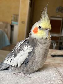 Calopsite maschio allevato a mano