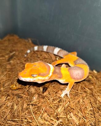 Gechi Leopardini