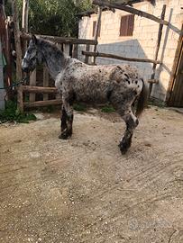 Puledro Appaloso di sei mesi