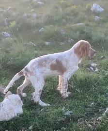Setter inglese cucciola