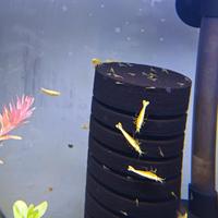 Caridine Neocaridine Yellow Golden (Neon)