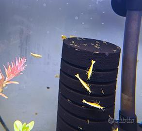 Caridine Neocaridine Yellow Golden (Neon)