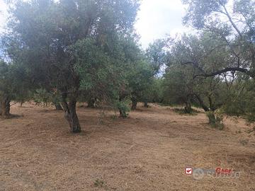 Gualtieri, terreno con casolare rurale